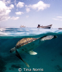 Snorkeling with a beautiful sea turtle during my surface ... by Tina Norris 